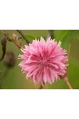 Muka Botanik 10 Adet Tall Pink Beauty Cornflower Tohumu thumbnail 1