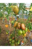 Muka Botanik 20 Adet Sweet Tooth Domates Tohumu thumbnail 2