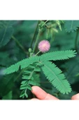 Muka Botanik 5 Adet Mimosa Pudica Sensitive Tohumu thumbnail 1
