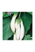 Muka Botanik Süper Paket 50 Adet Tohum Ithal Endonezya Beyaz Kemer Patlıcan Tohumu thumbnail 2