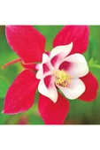 Muka Botanik 5 Adet Crimson Star Columbine Tohumu thumbnail 2