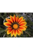 Muka Botanik 10 Adet Yellow Orange Gazania Tohumu thumbnail 1