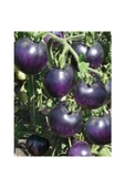 Muka Botanik Mor Domates Tohumu 5 Tohum thumbnail 3