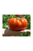 Muka Botanik Nadir Ithal Dev Hollanda Domates Tohumu 20 Adet Tohum thumbnail 2