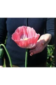 Muka Botanik 5 Adet Giganthemum Poppy Tohumu thumbnail 3
