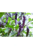 Muka Botanik 20 Adet Organic Purple Cayenne Biber Tohumu thumbnail 4