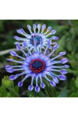 Muka Botanik Dev Mavi Papatya Tohumu Ekim Seti thumbnail 4