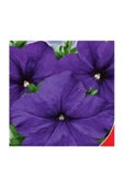 Muka Botanik 10 Adet Petunia Isabel Tohumu thumbnail 4