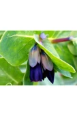 Muka Botanik 10 Adet Cerinthe Major, Pride Of Gibraltar, Honeywort Tohumu thumbnail 5