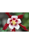 Muka Botanik 5 Adet Crimson Star Columbine Tohumu thumbnail 1