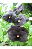 Muka Botanik 10 Adet Black Pansy Tohumu thumbnail 3