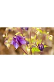 Muka Botanik 10 Adet Rare Variegated Columbine Tohumu thumbnail 2