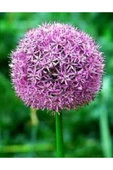 Muka Botanik 20 Adet Purple Gıant Allıum Tohumu thumbnail 1