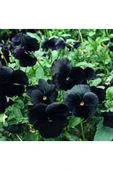 Muka Botanik 10 Adet Black Pansy Tohumu thumbnail 5