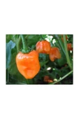 Muka Botanik Çok Acı Habanero Biberi Tohumu 10 Adet Tohum Biber Tohumu thumbnail 2
