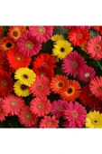 Muka Botanik Karışık Renkli Gerbera Çiçeği Tohumu thumbnail 5