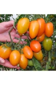 Muka Botanik 20 Adet Orange Banana Domates Tohumu thumbnail 1