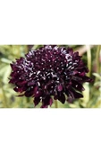 Muka Botanik 5 Adet Mourning Bridge Scabiosa Day & Night Mix Tohumu thumbnail 2