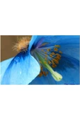 Muka Botanik 10 Adet Himalayan Blue And Purple Poppy Tohumu thumbnail 7
