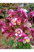 Muka Botanik 30 Adet Columbine Aquilegia Vulgaris Tohumu thumbnail 2