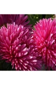 Muka Botanik 10 Adet Dark Rose Gremlin Aster Tohumu thumbnail 3