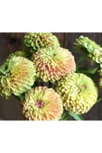 Muka Botanik 10 Adet Queen Lime With Blush Zinnia Tohumu thumbnail 3