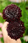 Muka Botanik 5 Adet Mourning Bridge Scabiosa Day & Night Mix Tohumu thumbnail 4