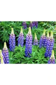 Muka Botanik 5 Adet Lupin Blue Flame Giant Tohumu thumbnail 2