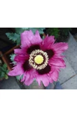 Muka Botanik 5 Adet Poppy Papaver Somniferum Wildflower Tohumu thumbnail 2