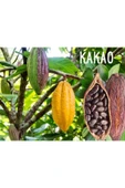 Muka Botanik Organik Kakao Ağacı Tohumu thumbnail 2