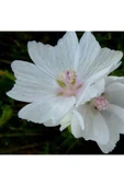 Muka Botanik 5 Adet Hollyhock (malva Moschata White) Tohumu thumbnail 4