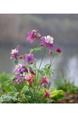 Muka Botanik 30 Adet Columbine Aquilegia Vulgaris Tohumu thumbnail 1