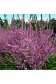 Muka Botanik 10 Adet Statice Seeds - Pink Limonium Tohumu thumbnail 4