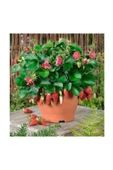Muka Botanik Agrobazaar Saksıya Uygun Çilek 50+ Adet Tohum thumbnail 2