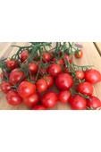 Muka Botanik 20 Adet Sweet Cherry Domates Tohumu thumbnail 1