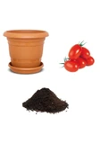 Muka Botanik Saksılık Zeytin Domates Tohumu Ekim Seti thumbnail 1
