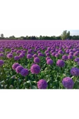 Muka Botanik 20 Adet Giant Ball Onion Allium Christophii Huge Hardy Perennial Tohumu thumbnail 5