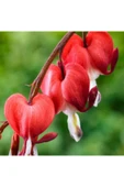 Muka Botanik Ithal Kırmızı Dicentra Çiçeği Tohumu Ekim Seti thumbnail 3