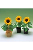 Muka Botanik Süs Ayçiçeği Tohumu Ekim Seti thumbnail 5