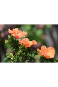 Muka Botanik 20 Adet Orange Hibiscus Mutabilis Tohumu thumbnail 3