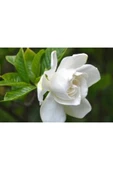 Muka Botanik 10 Adet Gardenia Jasminoides Tohumu thumbnail 2
