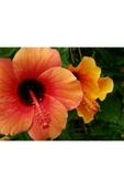 Muka Botanik 20 Adet Orange Hibiscus Mutabilis Tohumu thumbnail 1