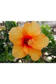 Muka Botanik 20 Adet Orange Hibiscus Mutabilis Tohumu thumbnail 2