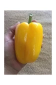 Muka Botanik Ithal Nadir Dev Sarı Dolmalık Biber Tohumu 5 Adet Tohum thumbnail 2