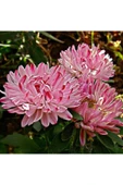 Muka Botanik 10 Adet Natural Aster Milady Pink Heirloom Tohumu thumbnail 1