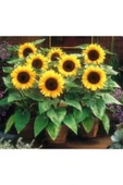 Muka Botanik Süs Ayçiçeği Tohumu Ekim Seti thumbnail 4