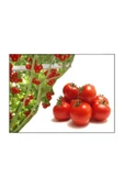 Muka Botanik Nadir Ithal Italyan Domates Ağacı Tohumu 30 Adet Domates Tohumu thumbnail 4