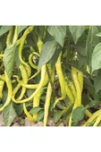 Muka Botanik Tatlı Sarı Sivri Turşuluk Biber Tohumu Ekim Seti thumbnail 3