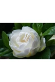 Muka Botanik 10 Adet Gardenia Jasminoides Tohumu thumbnail 1