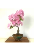 Muka Botanik Bodur Cherry Blossom Bonzai Ağacı Tohumu 5 Adet Bonsai Ağacı Tohumu thumbnail 4